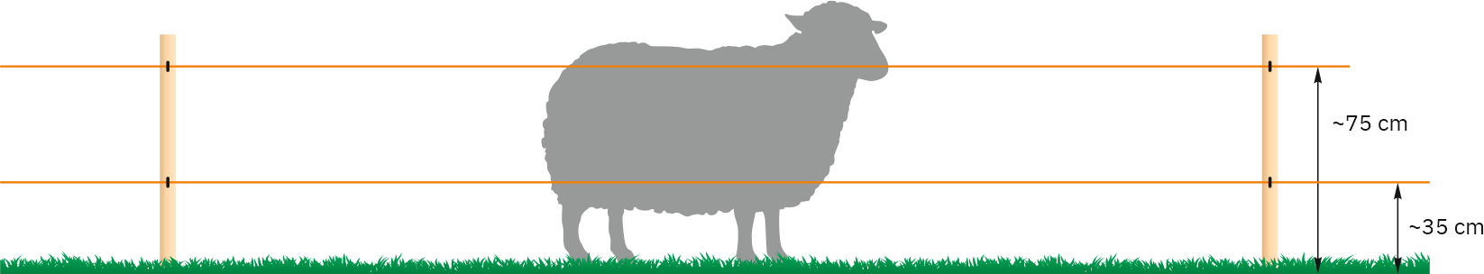 Înălțimile firelor pentru oi