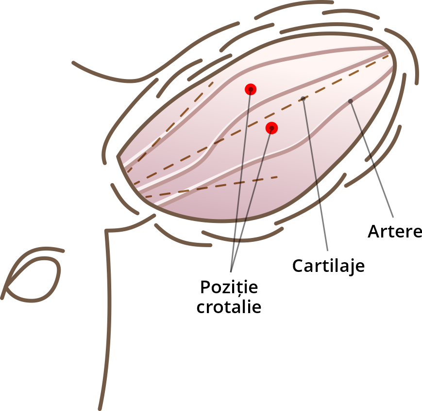 Pozițiile corecte pentru crotalii la bovine