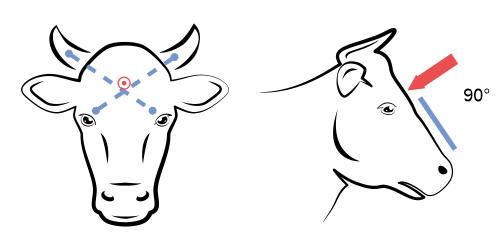 Poziționarea corectă a asomatorului la bovine