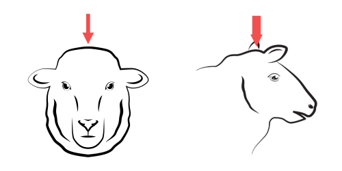 Poziționarea corectă a asomatorului la ovine
