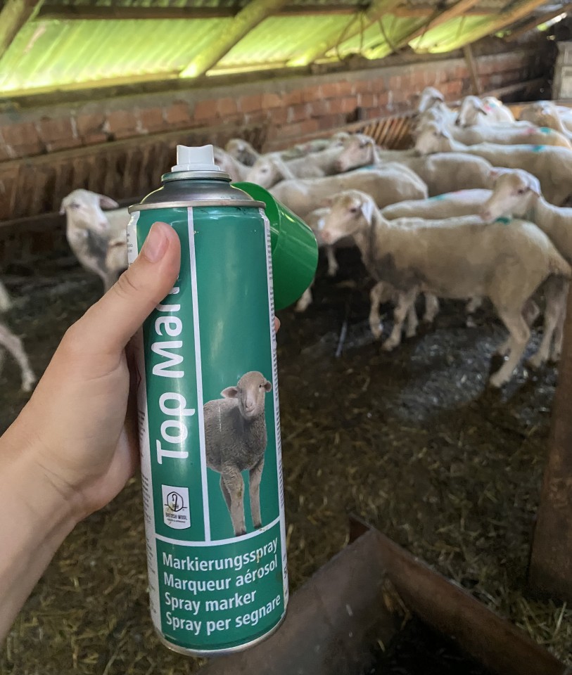 Recenzie produs - Spray verde pentru marcarea ovinelor, TopMarker, 500 ml :: Verde - agroelectro.ro