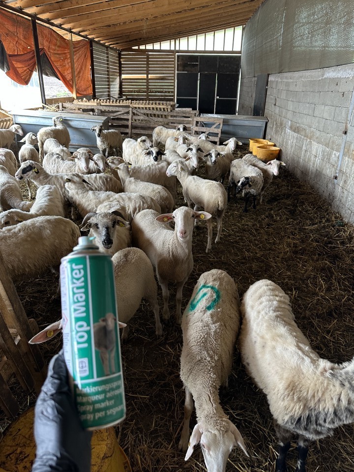 Recenzie produs - Spray verde pentru marcarea ovinelor, TopMarker, 500 ml :: Verde - agroelectro.ro