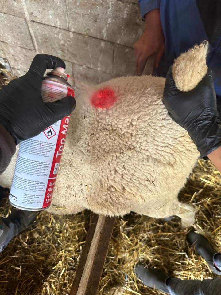 Recenzie produs - Spray roșu pentru marcarea ovinelor, TopMarker, 500 ml :: Roșu - agroelectro.ro