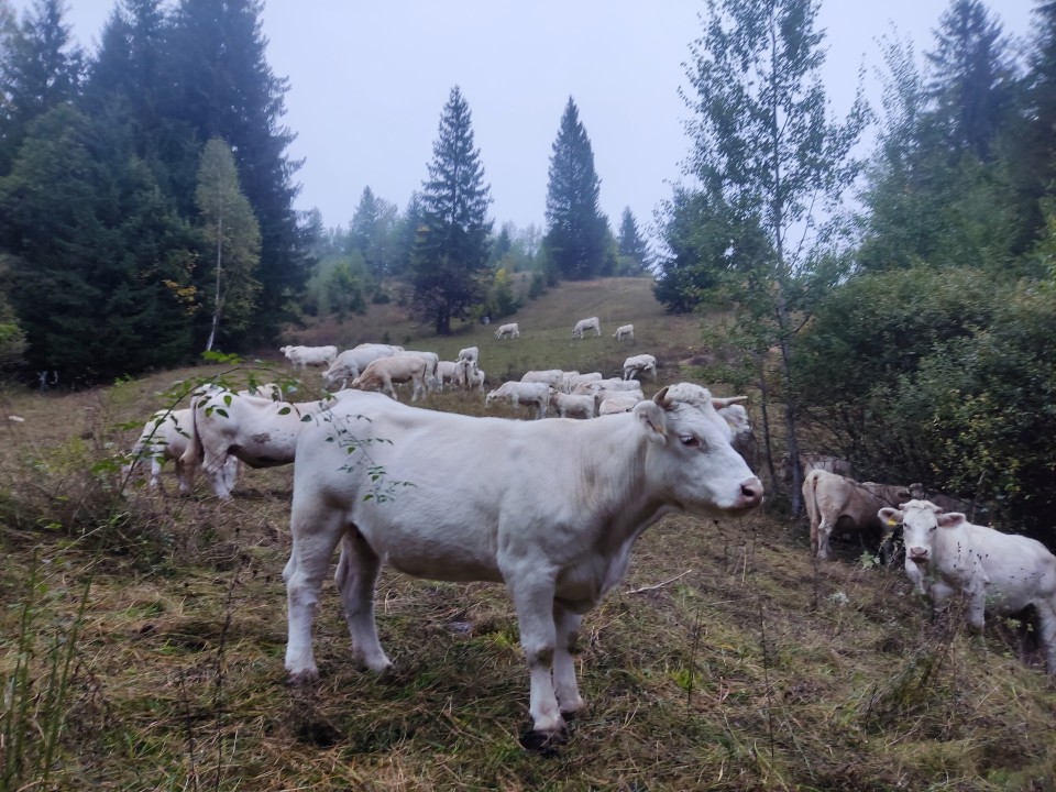 Recenzie produs - Fir gard electric - 1000 m - 130 kg - 0,4 Ω/m - agroelectro.ro