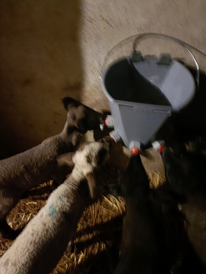 Recenzie produs - Găleată de alăptare pentru miei și iezi. 5 tetine, 8 litri - agroelectro.ro
