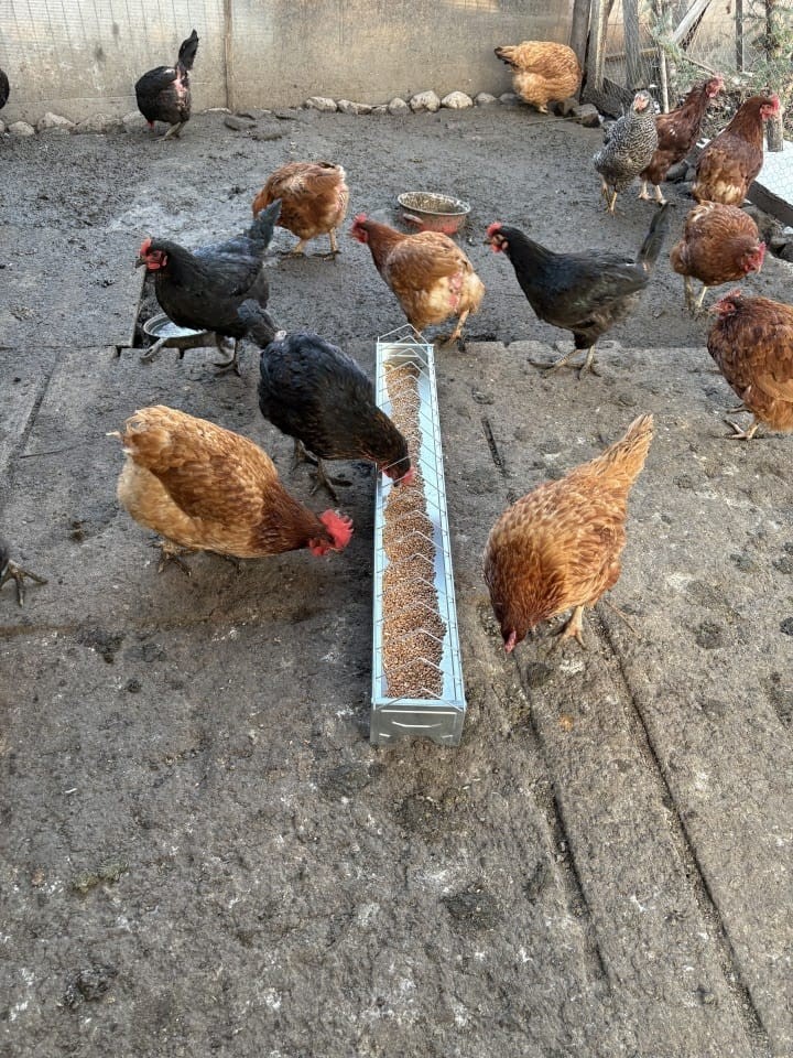 Recenzie produs - Hrănitoare pentru pui din metal galvanizat, 100 cm - agroelectro.ro