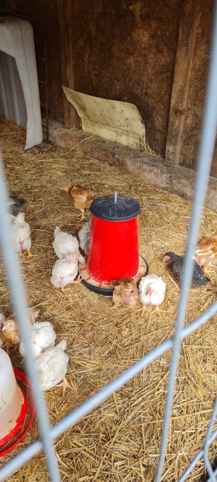 Recenzie produs - Hrănitoare pentru pui, plastic premium, 20 l - agroelectro.ro