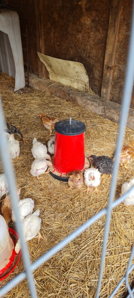 Recenzie produs - Hrănitoare pentru pui, plastic premium, 20 l - agroelectro.ro