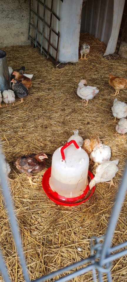 Recenzie produs - Adăpătoare pentru pui, tip clopot, 10 litri - agroelectro.ro