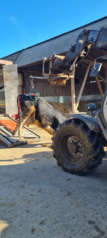Recenzie produs - Dispozitiv reglabil de ridicat bovine, până la 800 kg - agroelectro.ro