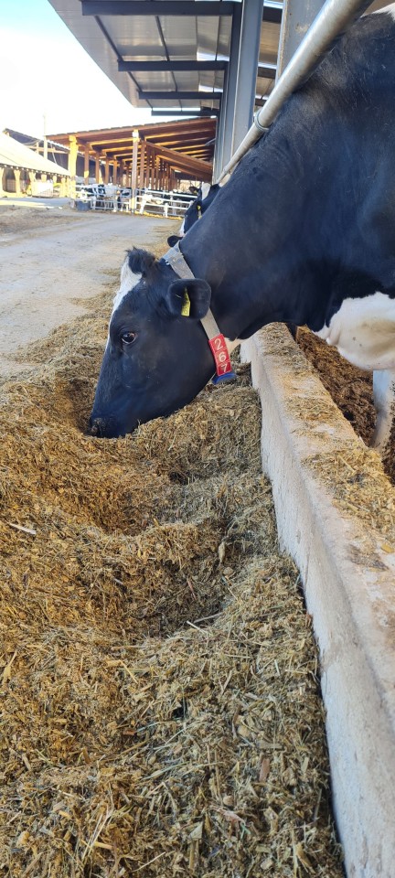 Recenzie produs - Cifre pentru curea de marcaj animale, nr. 7, 10 buc. - agroelectro.ro