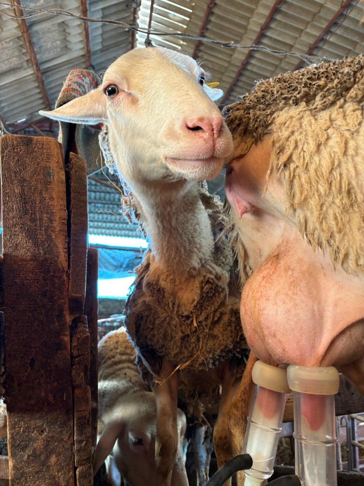 Recenzie produs - Vizor manșon pentru aparate de muls capre - agroelectro.ro