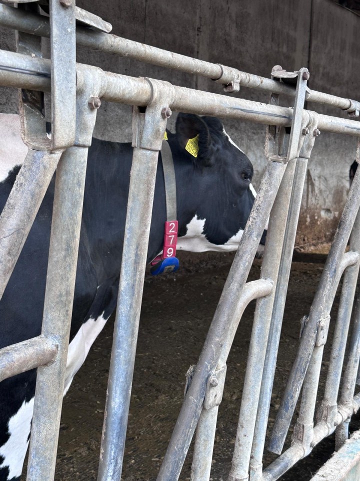 Recenzie produs - Cifre pentru curea de marcaj animale, nr. 4, 10 buc. - agroelectro.ro