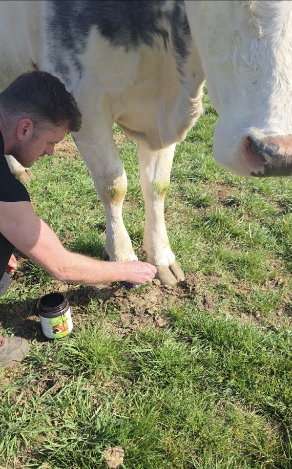 Recenzie produs - Pastă de gudron de fag, TarPaste, 1 kg :: 1 kg - agroelectro.ro