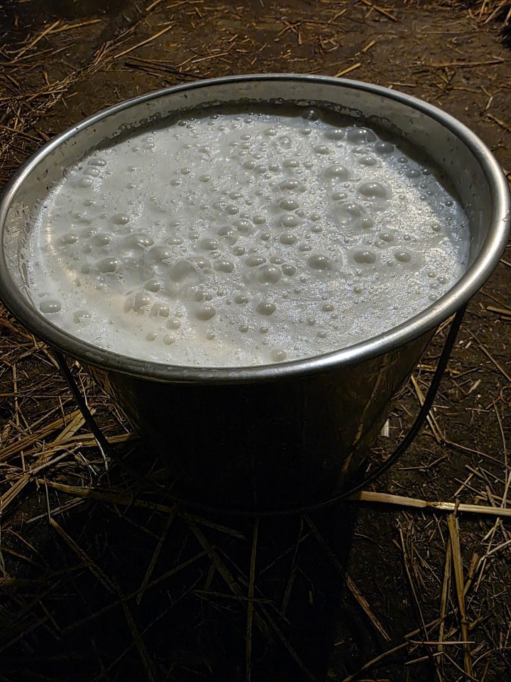 Recenzie produs - Găleată din inox, 12,3 litri :: 12,3 litri - agroelectro.ro