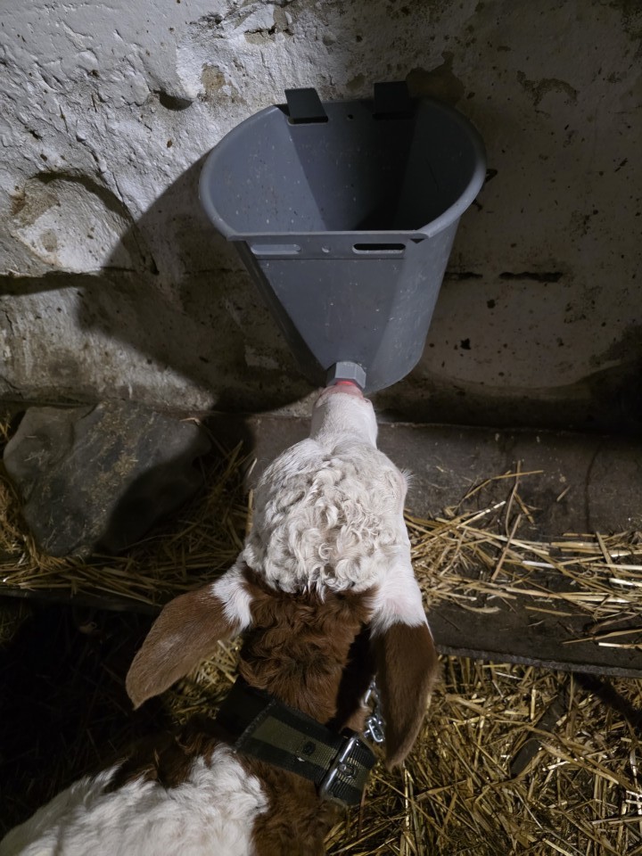 Recenzie produs - Suport metalic pentru găleți de alăptare de 8 litri - agroelectro.ro