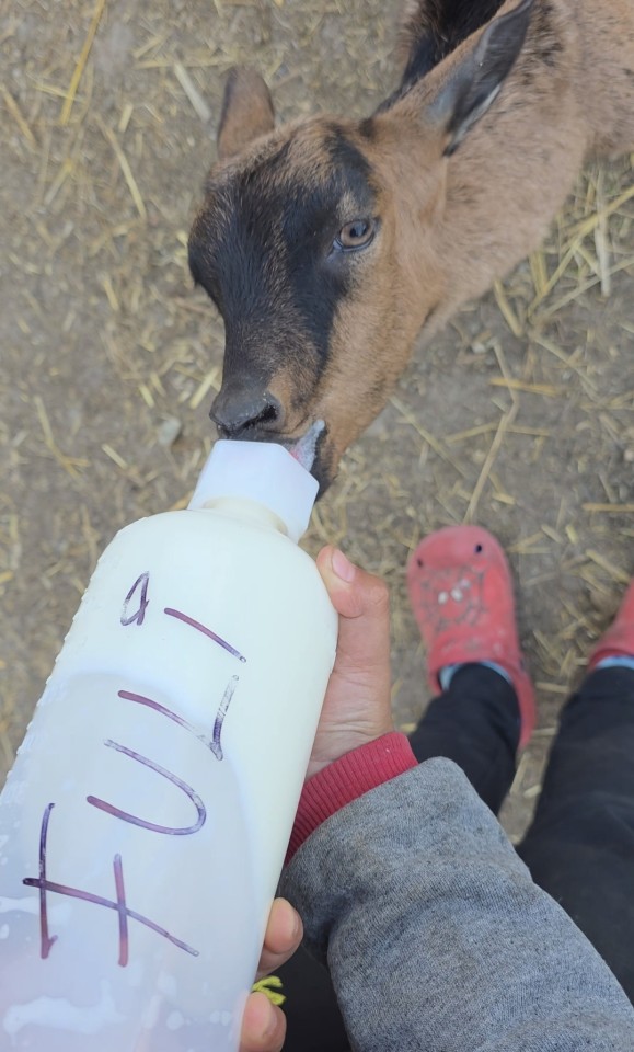Recenzie produs - Bidon de alăptare pentru miei și iezi, 500 ml :: 500 ml - agroelectro.ro