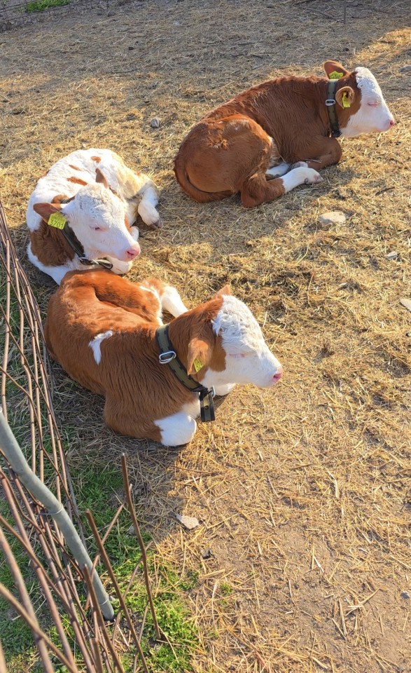Recenzie produs - Curea universală cu lanț, pentru bovine, 100 × 4 cm - agroelectro.ro