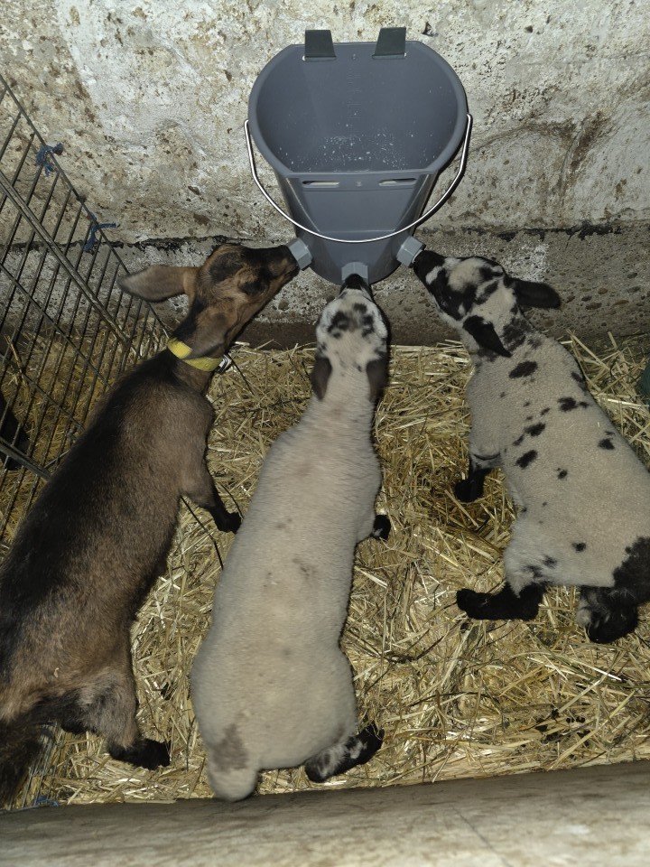 Recenzie produs - Găleată de alăptare pentru miei și iezi. 3 tetine, 8 litri - agroelectro.ro