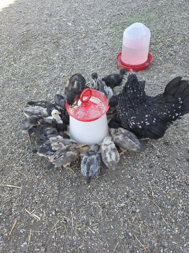 Recenzie produs - Hrănitoare pentru pui și păsări de curte, 5 l - agroelectro.ro