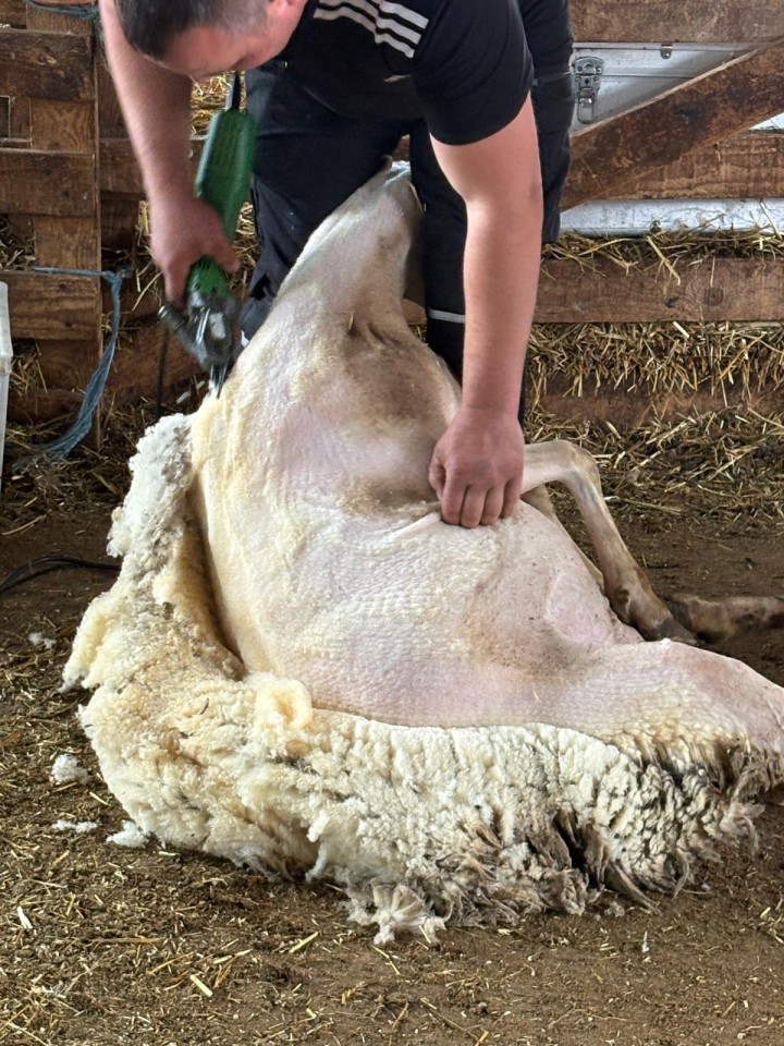 Recenzie produs - Mașină de tuns 230 V, Constanta4, pentru oi, 13/4 - agroelectro.ro