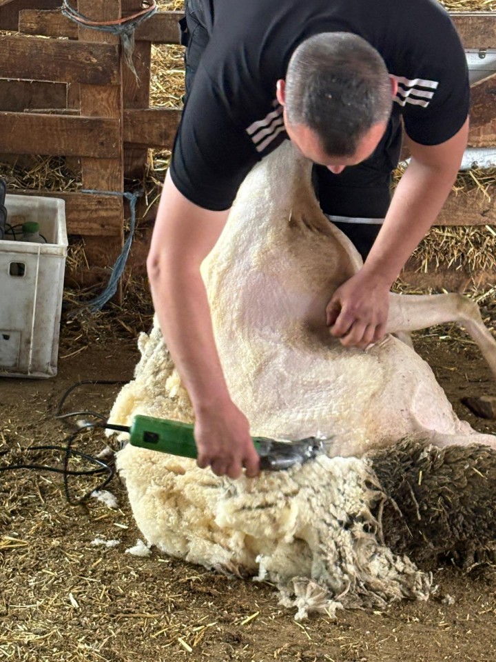 Recenzie produs - Mașină de tuns 230 V, Constanta4, pentru oi, 13/4 - agroelectro.ro
