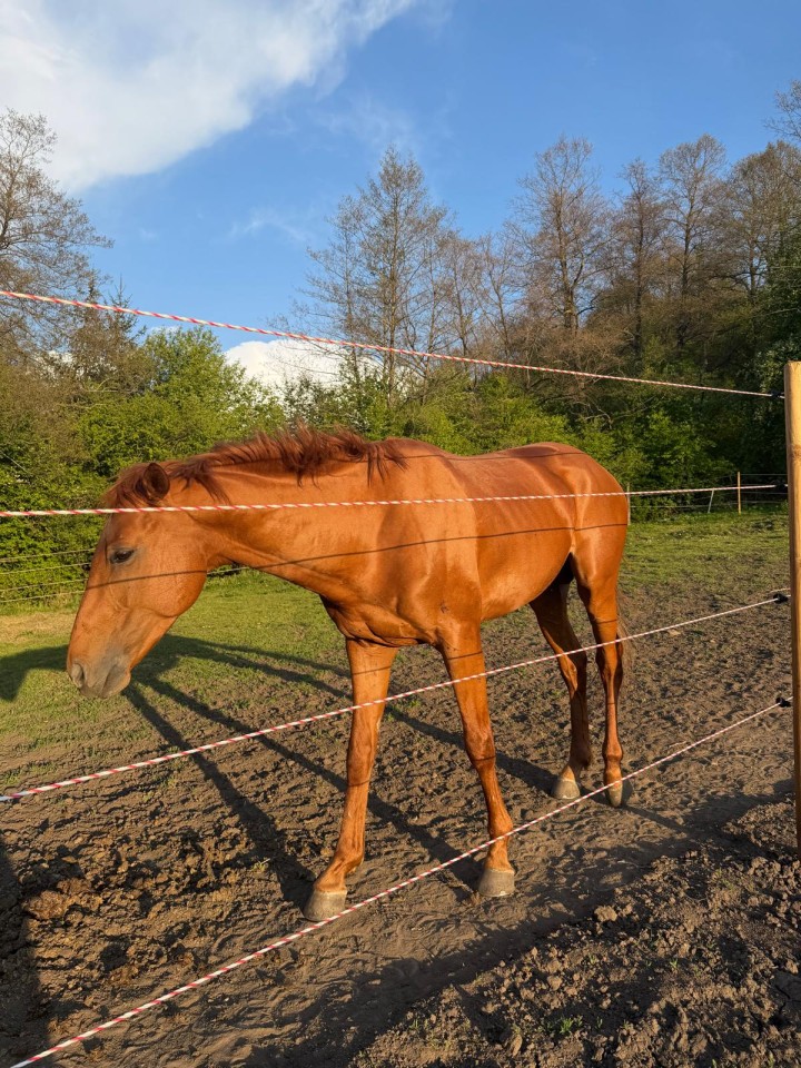 Recenzie produs - Frânghie gard electric - 200 m - 590 kg - 0,4 Ω/m - agroelectro.ro