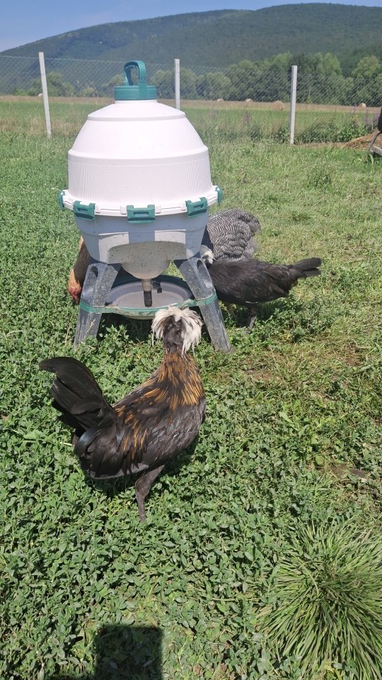 Recenzie produs - Adăpătoare premium pentru păsări, Optimus, 25 litri - agroelectro.ro