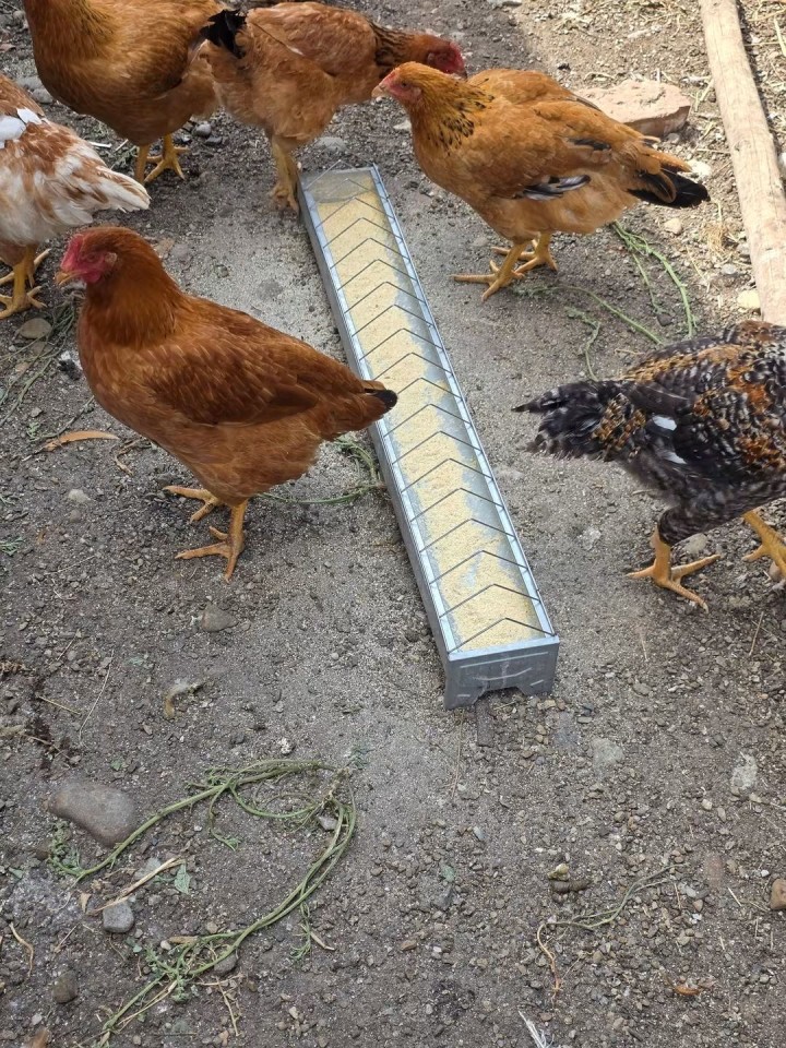 Recenzie produs - Hrănitoare pentru pui din metal galvanizat, 100 cm - agroelectro.ro