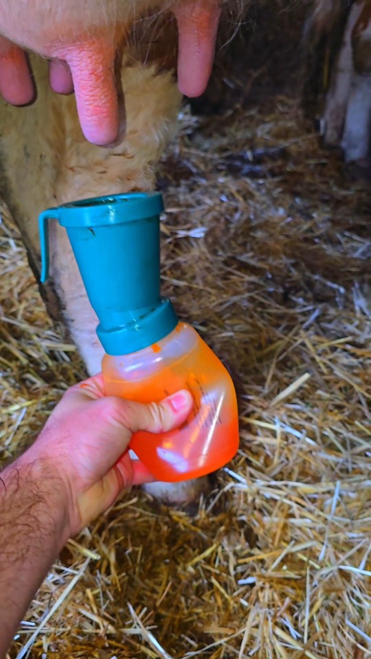Recenzie produs - Pahar pentru dezinfecția mameloanelor, clasic, 300 ml - agroelectro.ro