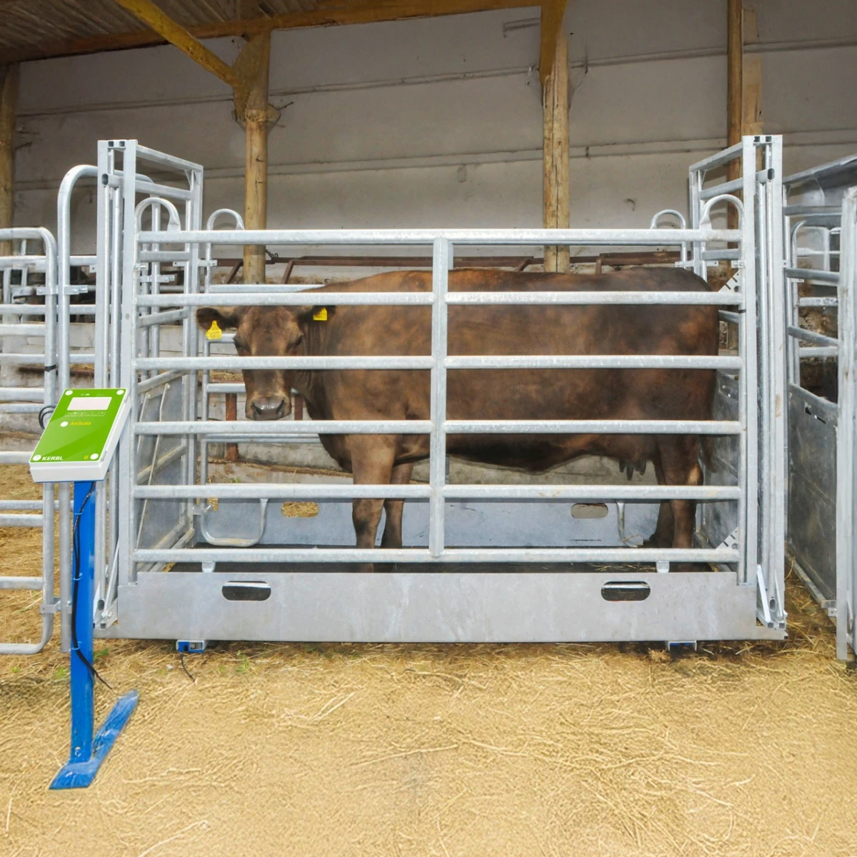 Cântar pentru animale, AniScale, până la 1500 kg