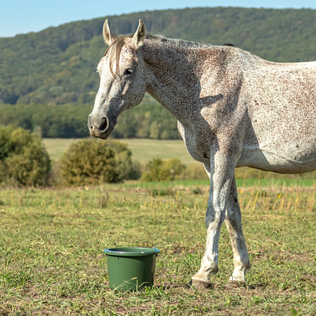 Găleată de grajd si furajare, 20 litri, verde :: 20 litri