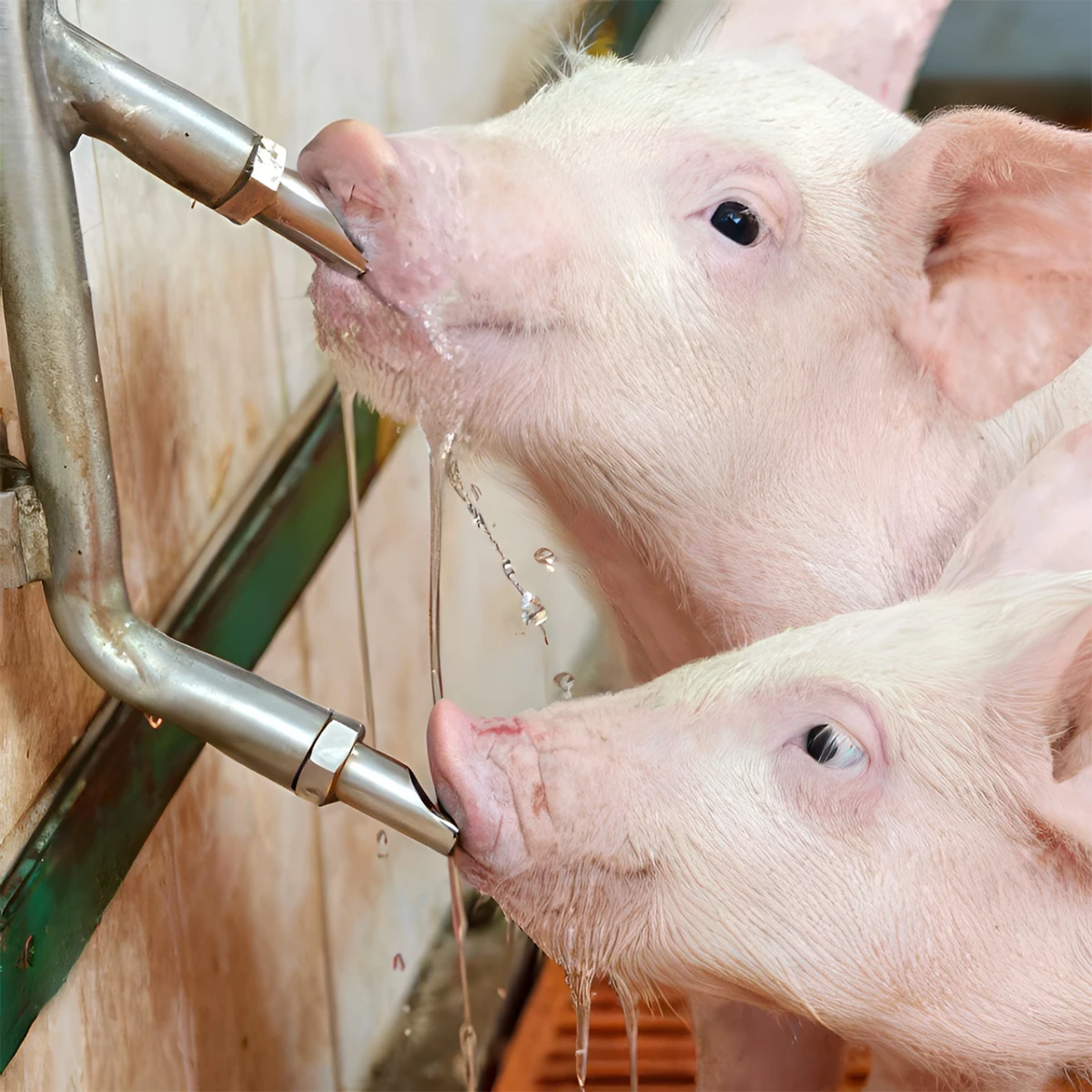 Suzetă cu filet 1/2", pentru scroafe, cu niplu 3/4"