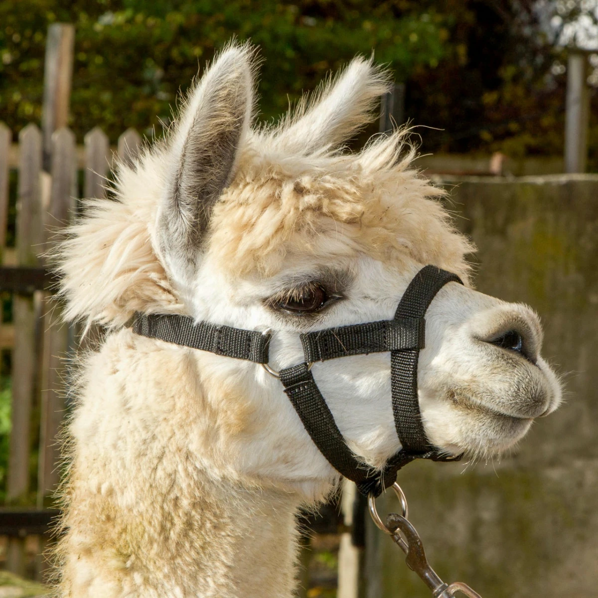 Căpăstru pentru alpaca, negru