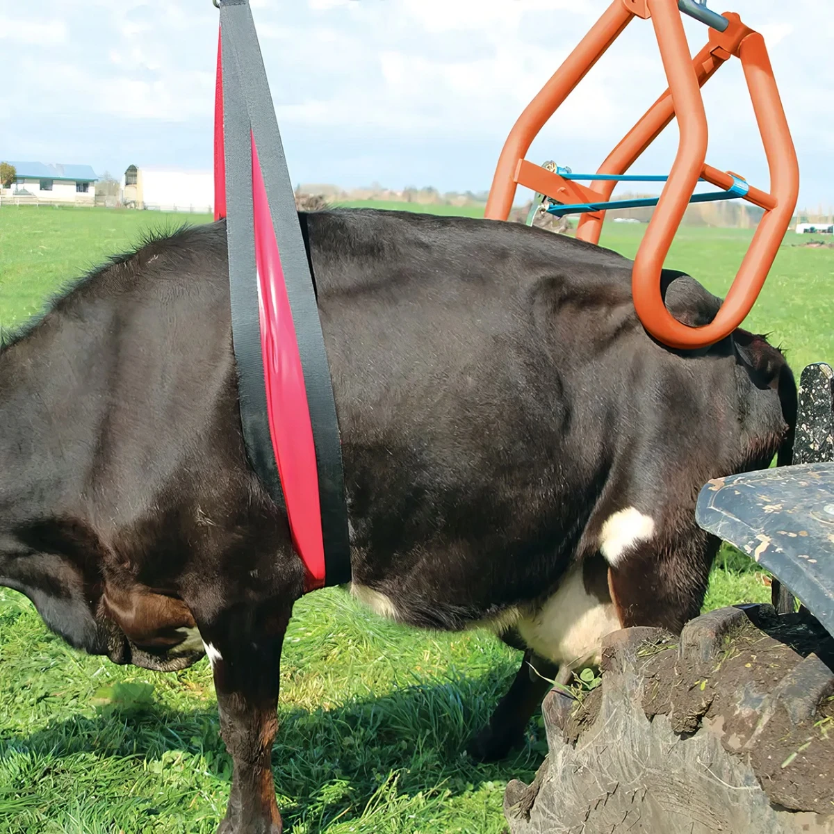 Curea de ridicare pentru bovine, 20 × 220 cm