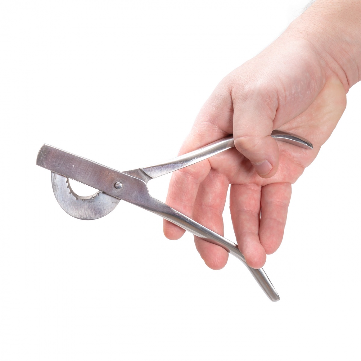 Clește castrare pentru purcei, 19 cm