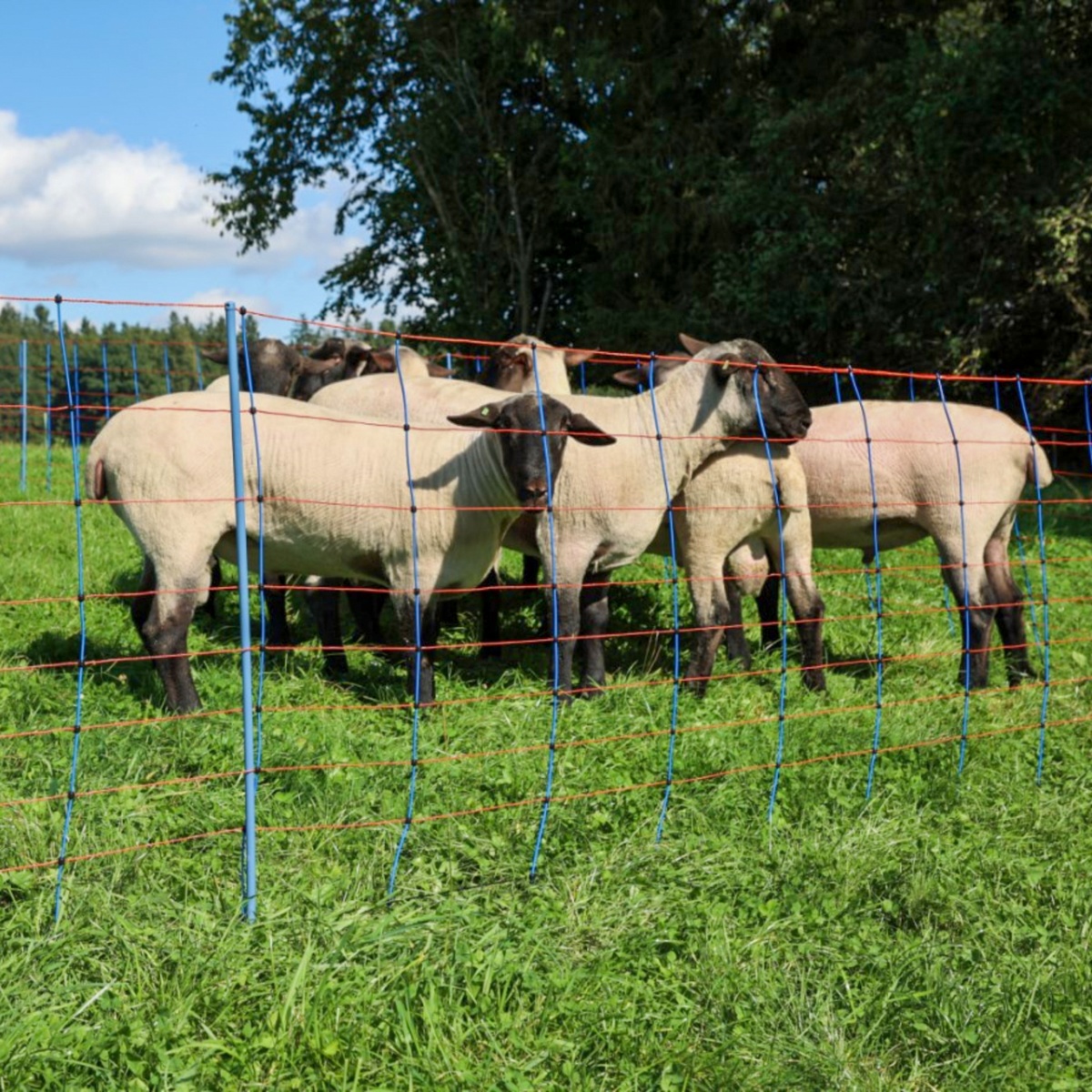 Plasă gard electric, TitanNet Premium, 50 m × 90 cm