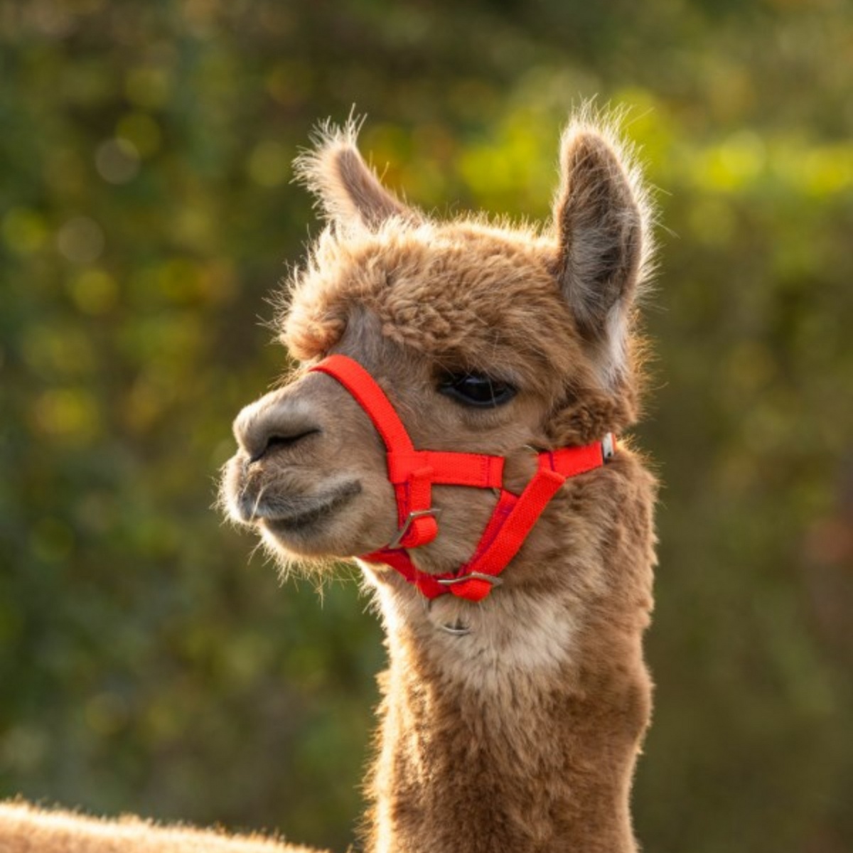 Căpăstru pentru alpaca
