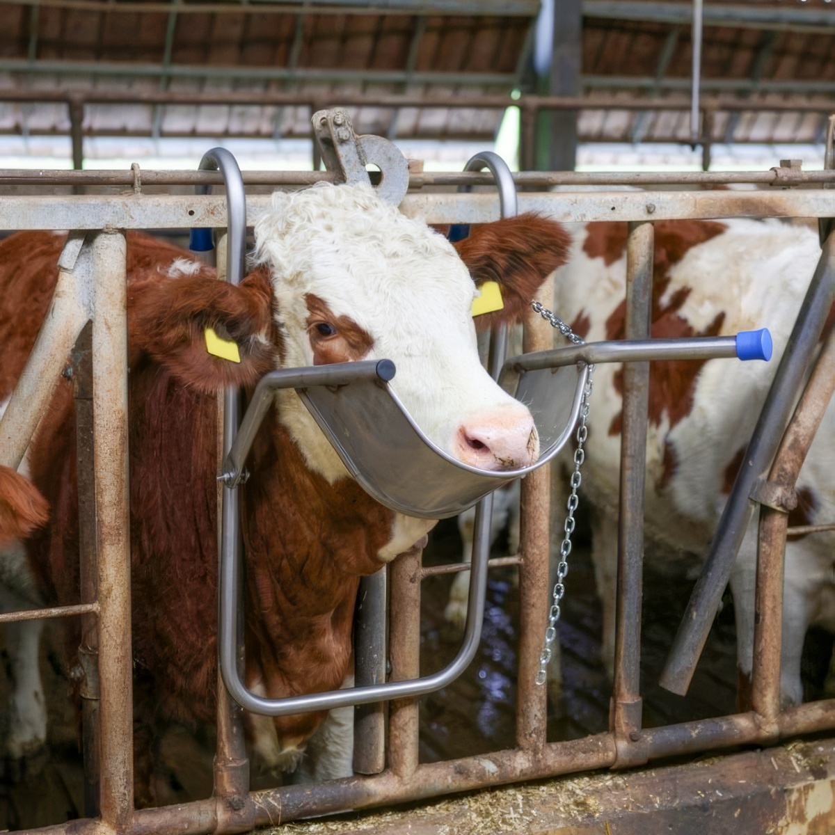 Suport de cap reglabil pentru bovine, pentru tratamente