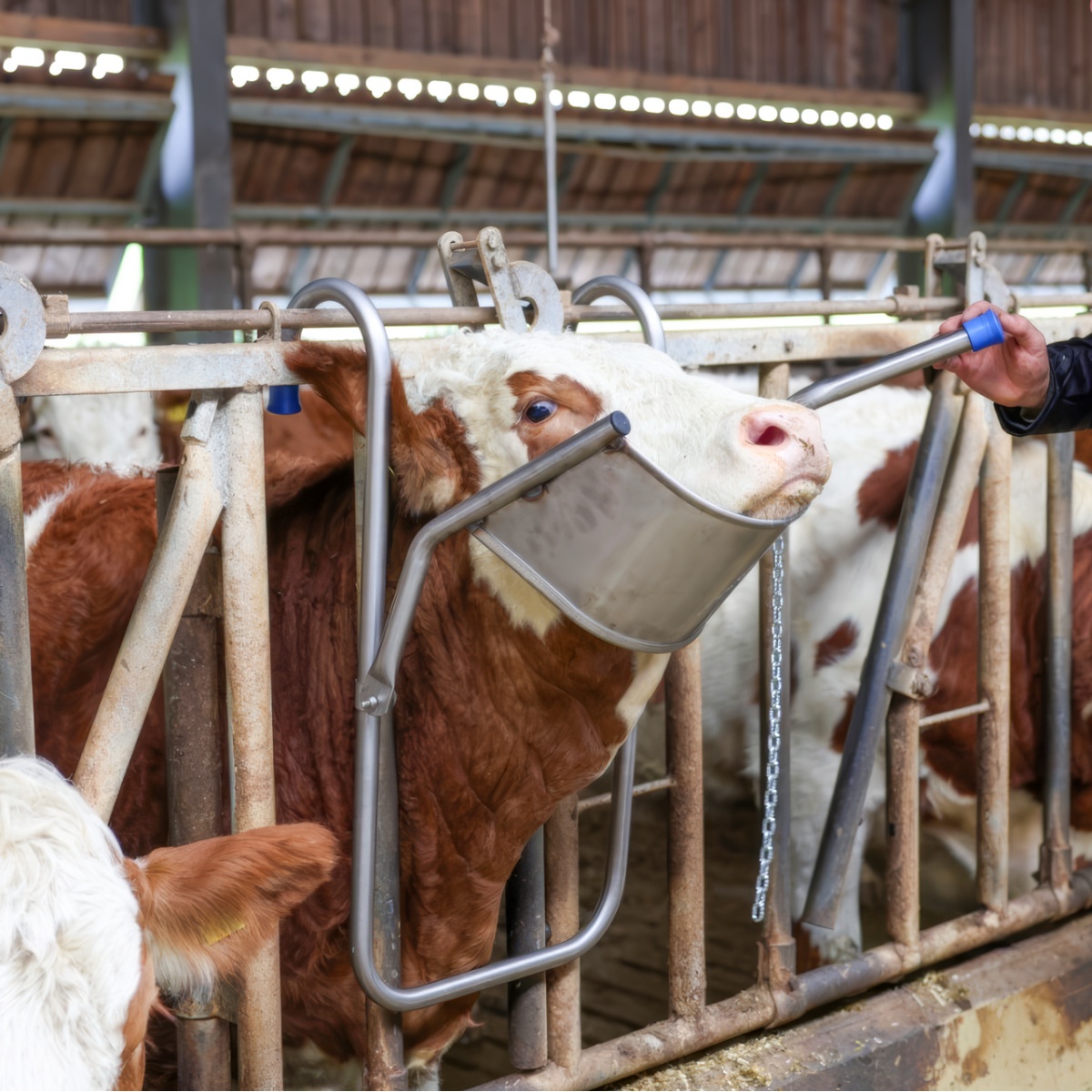 Suport de cap reglabil pentru bovine, pentru tratamente