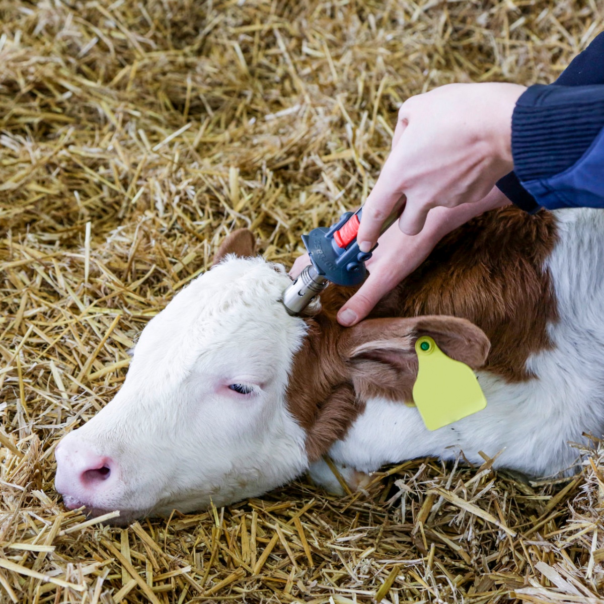 Ecornator cu gas, Portasol 3, cu cap de Ø18,5 mm