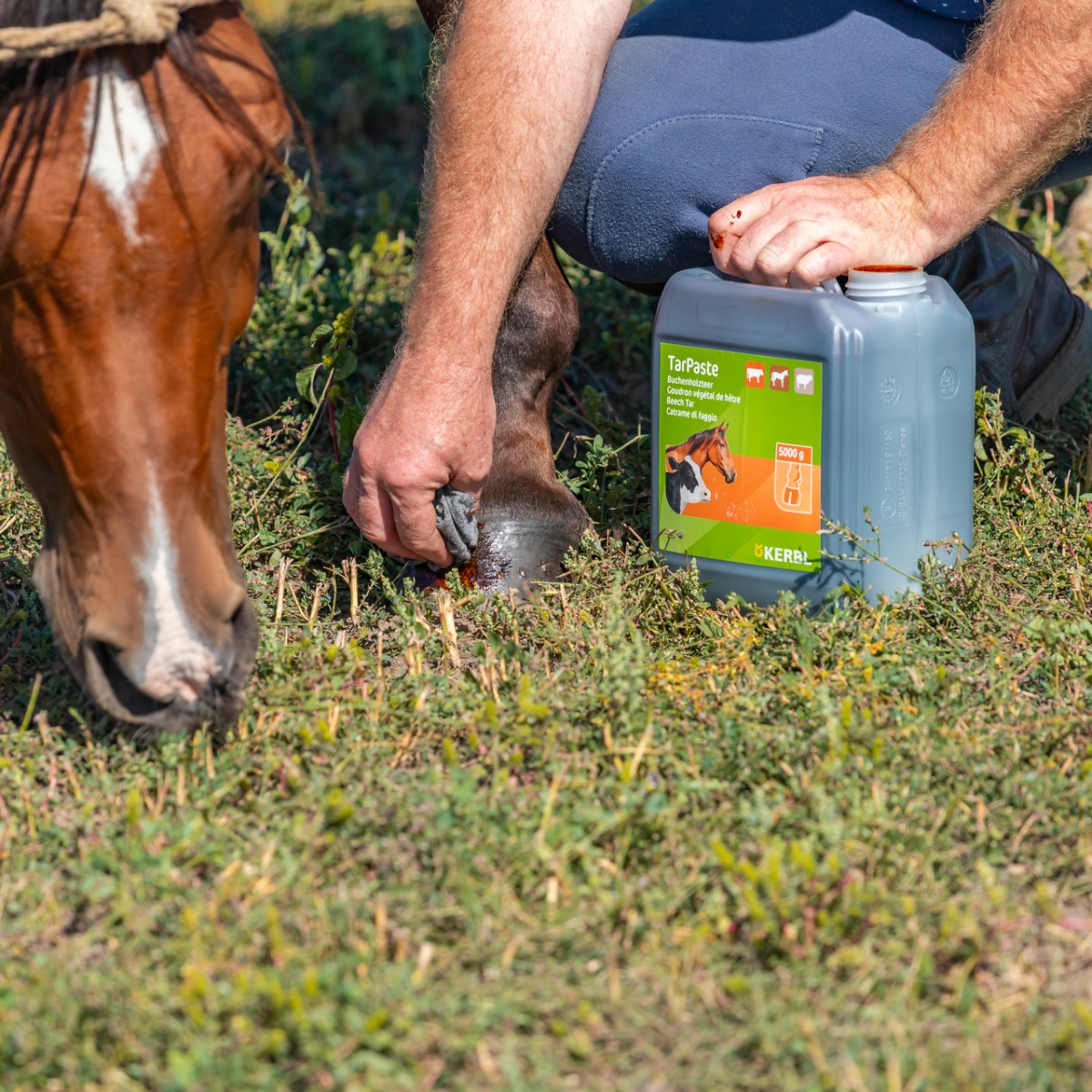 Pastă de gudron de fag, TarPaste, 5 kg