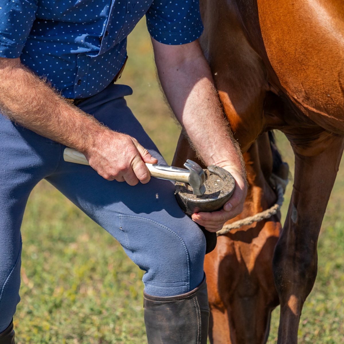 Ciocan pentru potcovit, cu mâner din lemn întărit, 33 cm