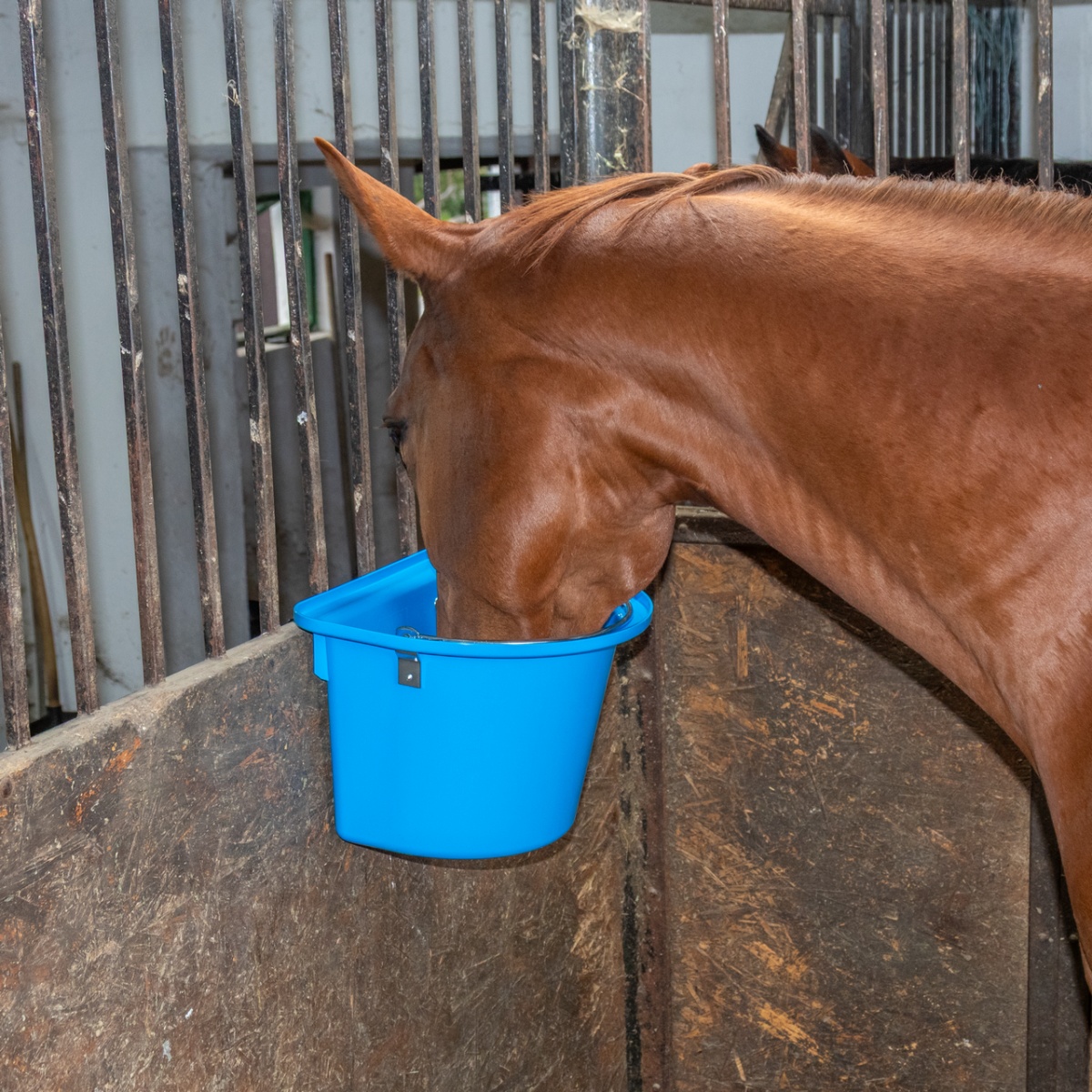 Găleată de hrănire pentru cabaline, cu dispozitiv de fixare și mâner, albastru, 12 litri