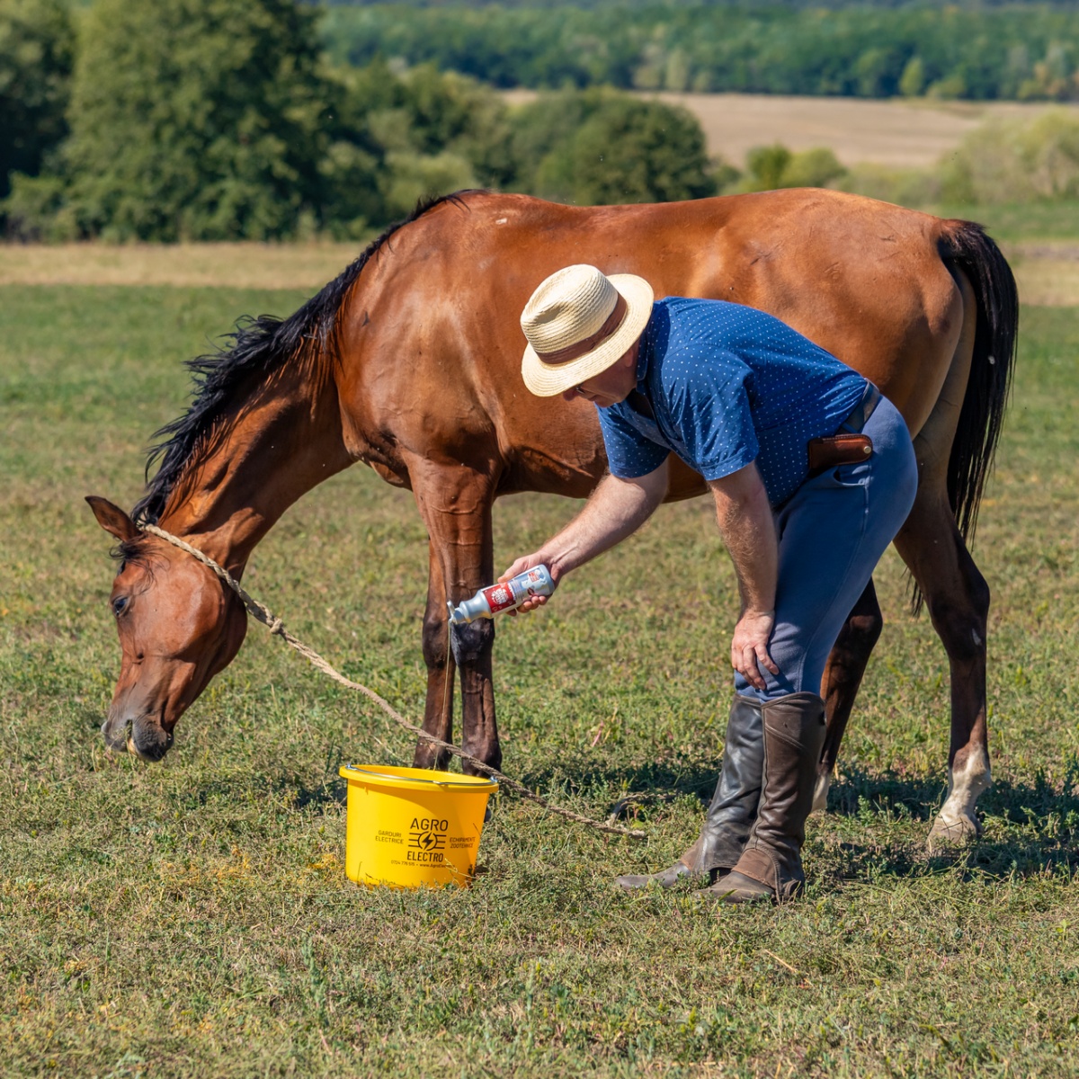 Șampon pentru cai, aromă FrenchKiss, MagicBrush, 500 ml