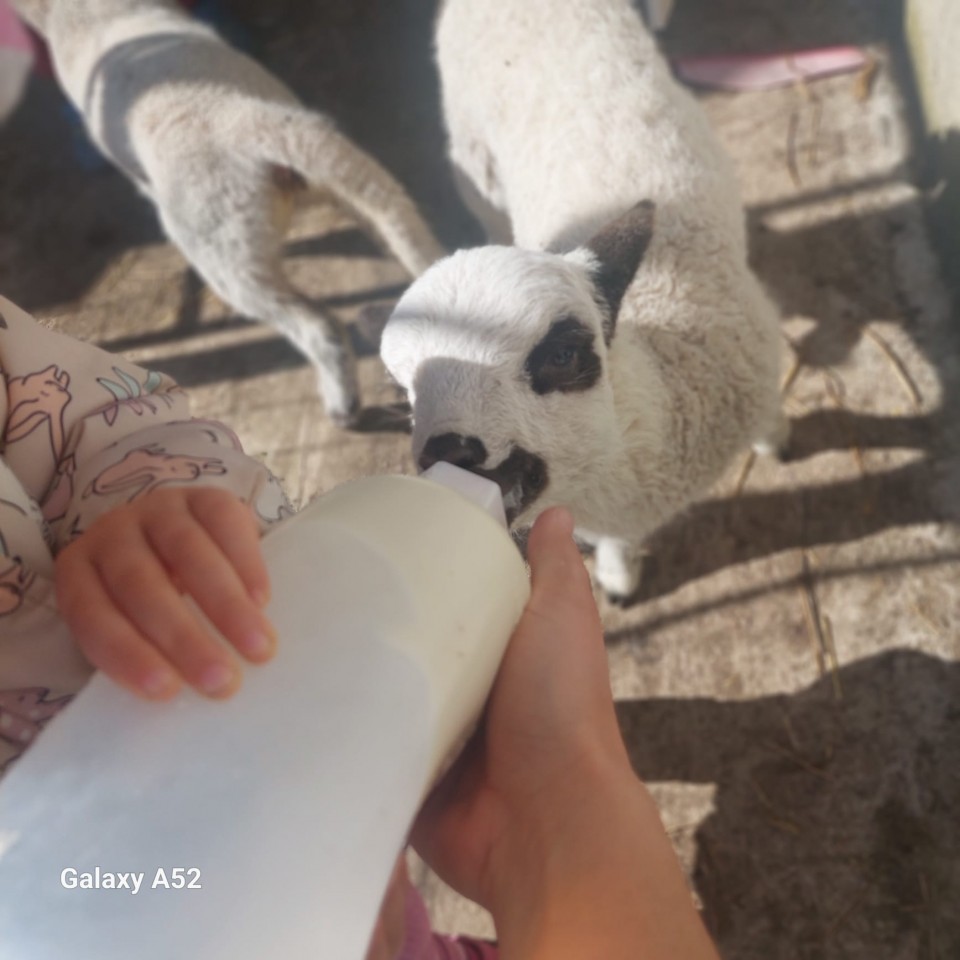 Recenzie produs - Bidon de alăptare pentru miei și iezi, 1000 ml - agroelectro.ro