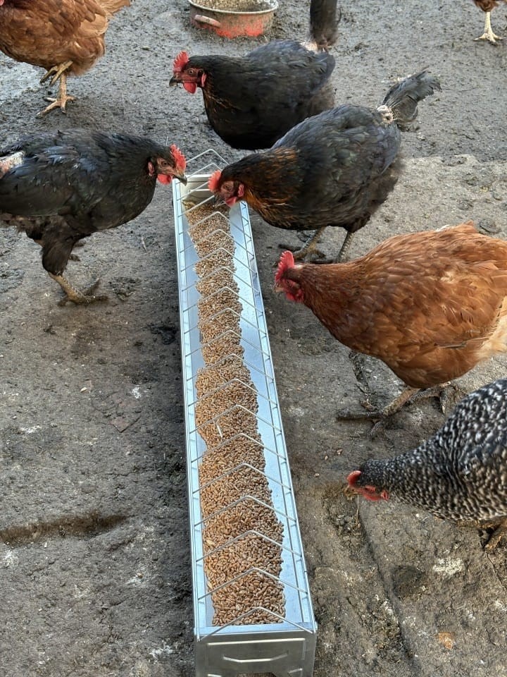 Recenzie produs - Hrănitoare pentru pui din metal galvanizat, 100 cm - agroelectro.ro