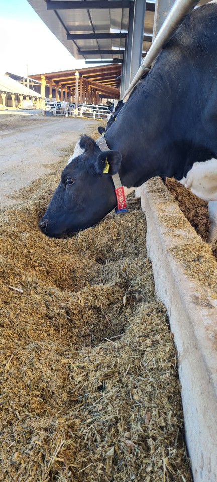 Recenzie produs - Cifre pentru curea de marcaj animale, nr. 2, 10 buc. - agroelectro.ro