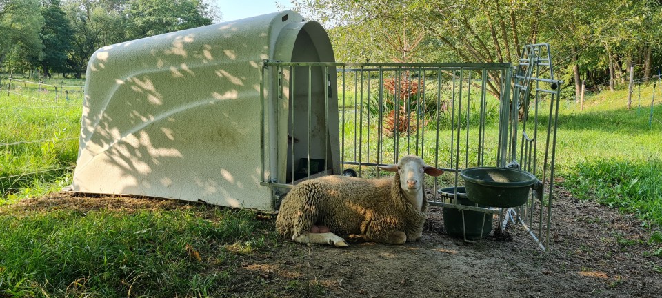 Recenzie produs - Iglu pentru viței Calf House Master Plus - agroelectro.ro