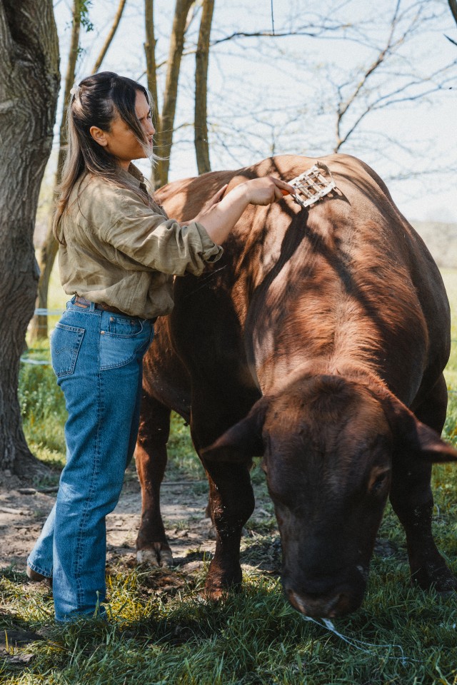 Recenzie produs - Țesală metalică cu pieptăn de coamă, 12 × 12,5 cm - agroelectro.ro